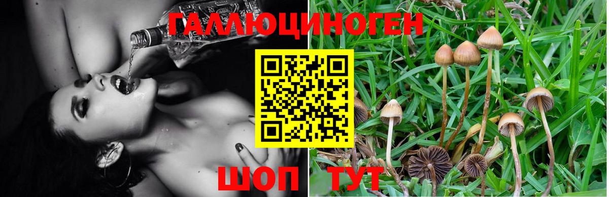 Псилоцибиновые грибы GOLDEN TEACHER Корсаков